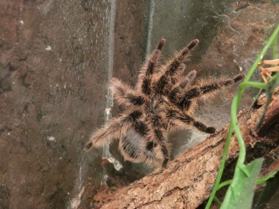 Curlyhair tarantula - De Zonnegloed - Animal park - Animal refuge centre 